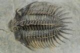 Spiny Comura Trilobite - Excellent Preparation #245937-1